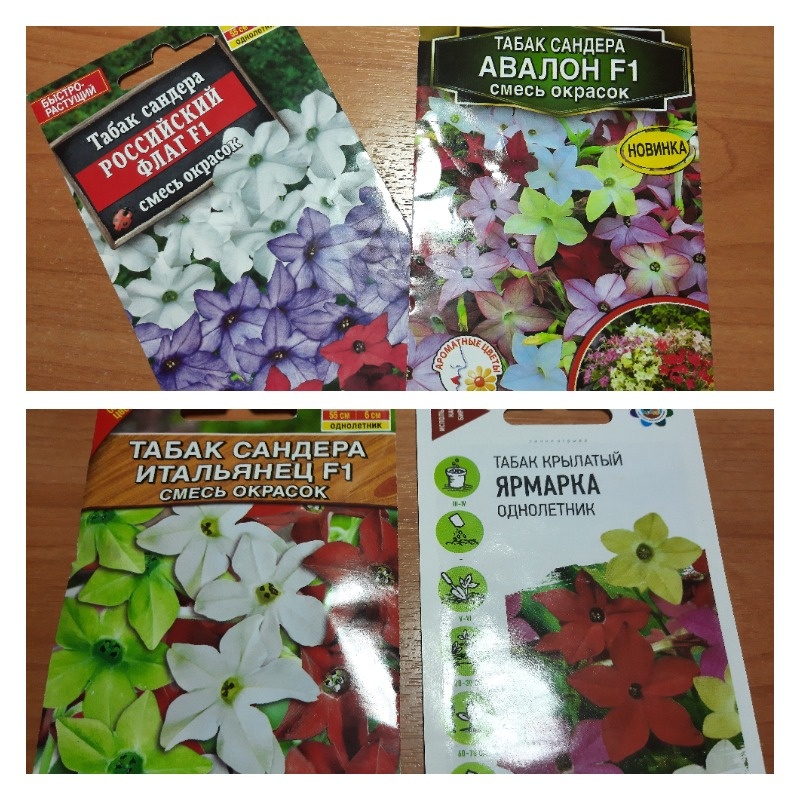 Сорта табака, которые выращивали на своем участке