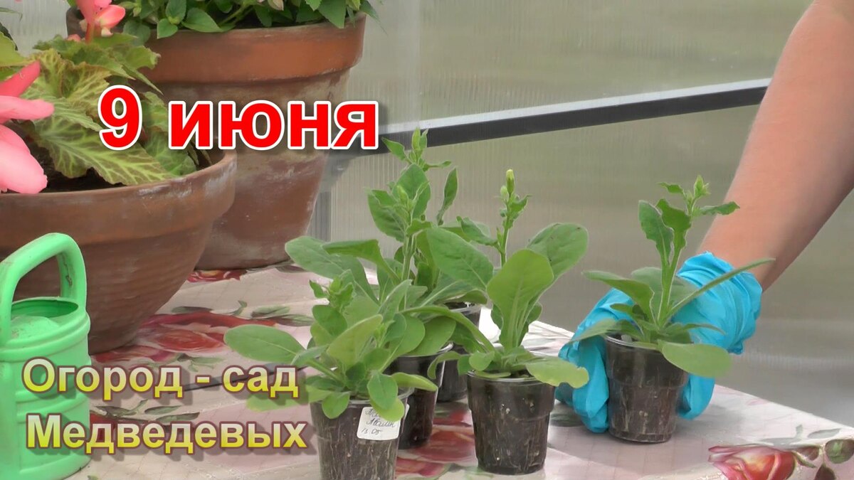 Рассада табака