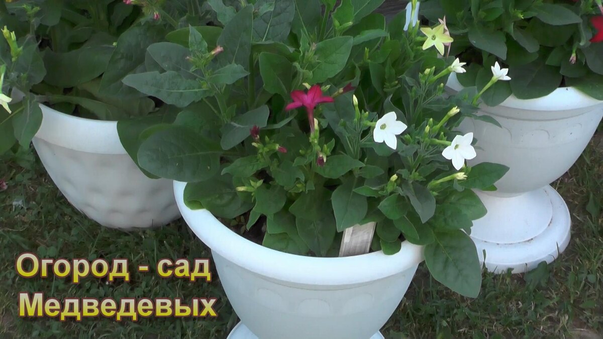 Начало цветения табака Сандера 