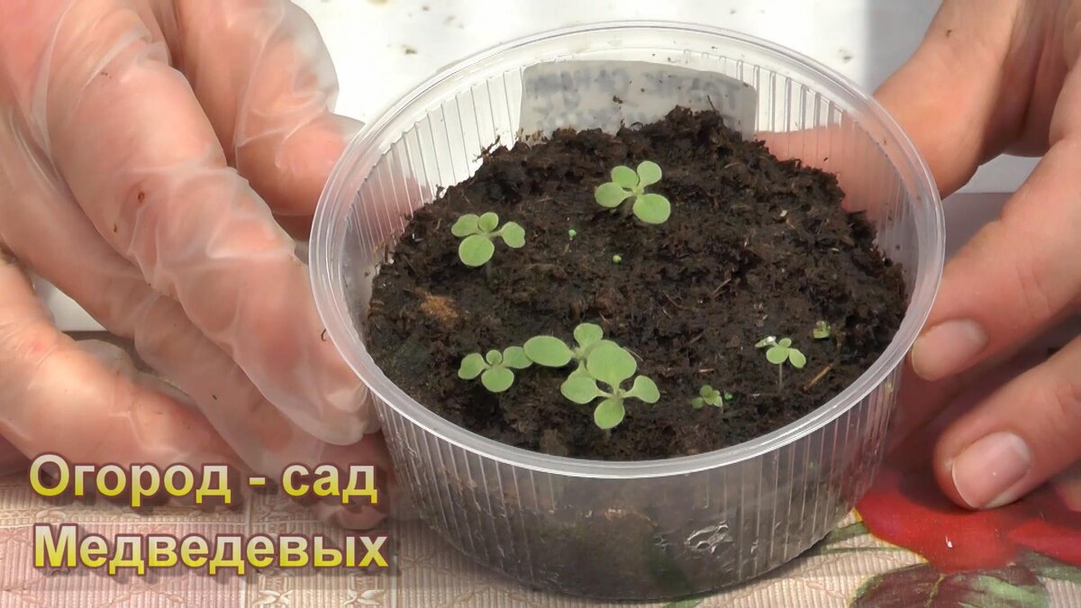 Сеянцы табака