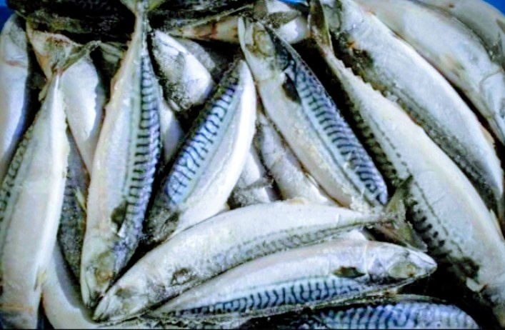 Скумбрия!!!!