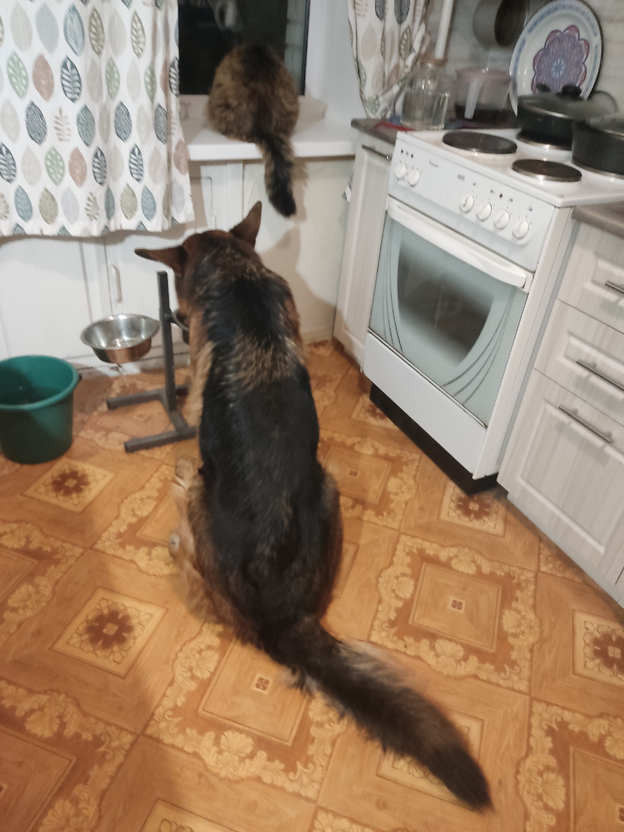 Милейшее зрелище этот синхронный ужин у хвостатых.