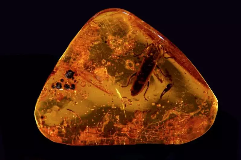 Фото Калининградского Янтарного Комбината. Инклюз продан на аукционе в 2024 г.