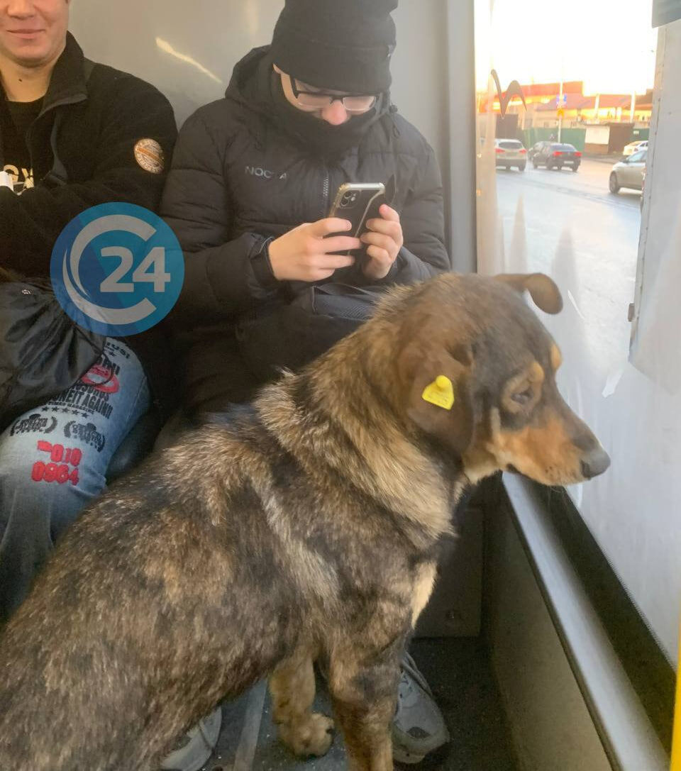 В Саратове чипированный собакен путешествует на общественном транспорте