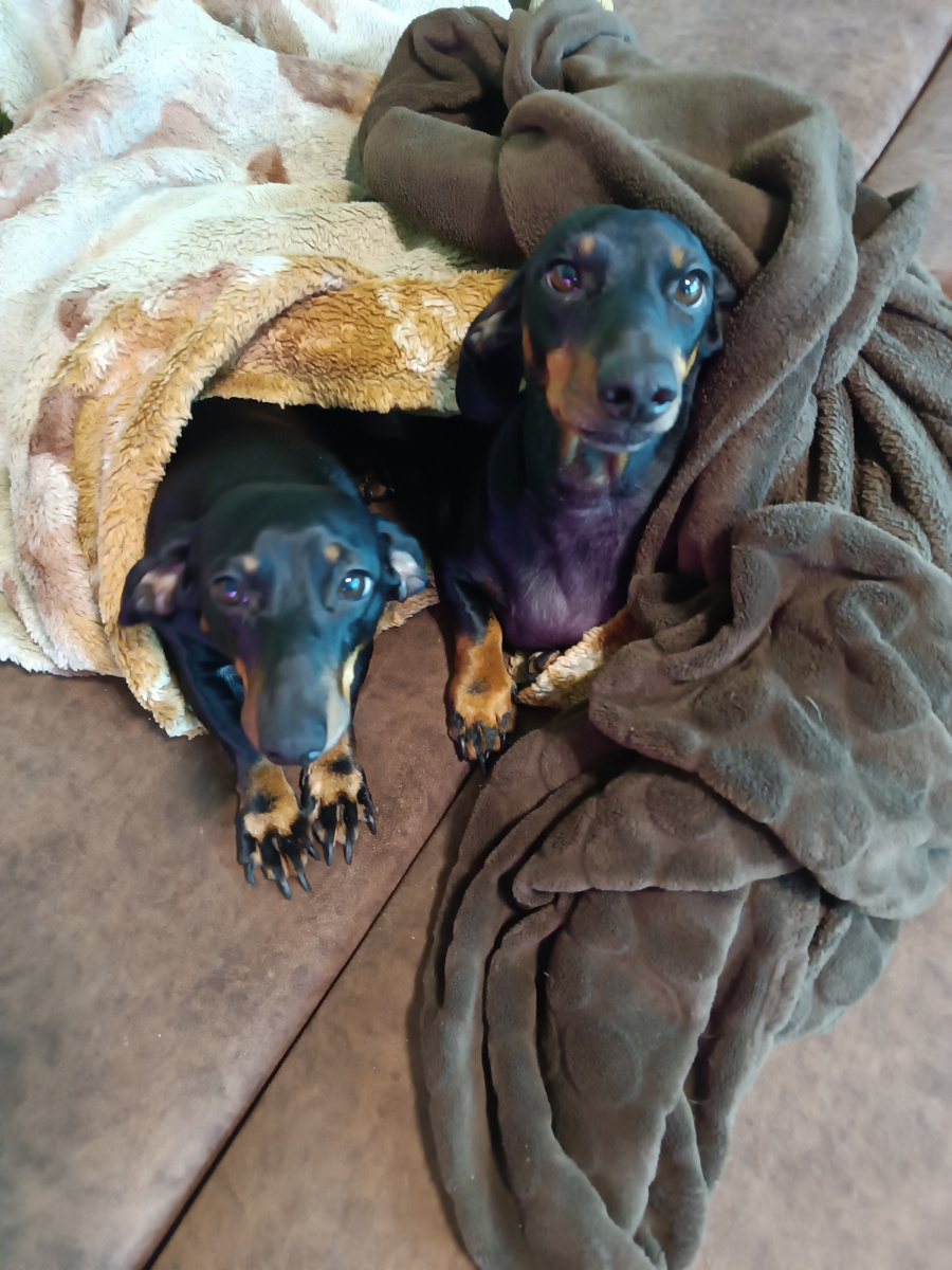 Опять сняли покрывало с дивана. И сделали гнездо))) 