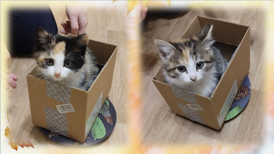 Это мы так взвешиваемся