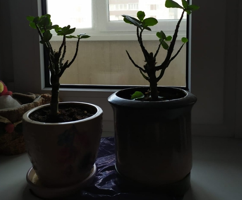    1 гр. в литр воды – и декабрист начнет пулять бутонами без остановки: матерый садовод раскрыл лайфхак