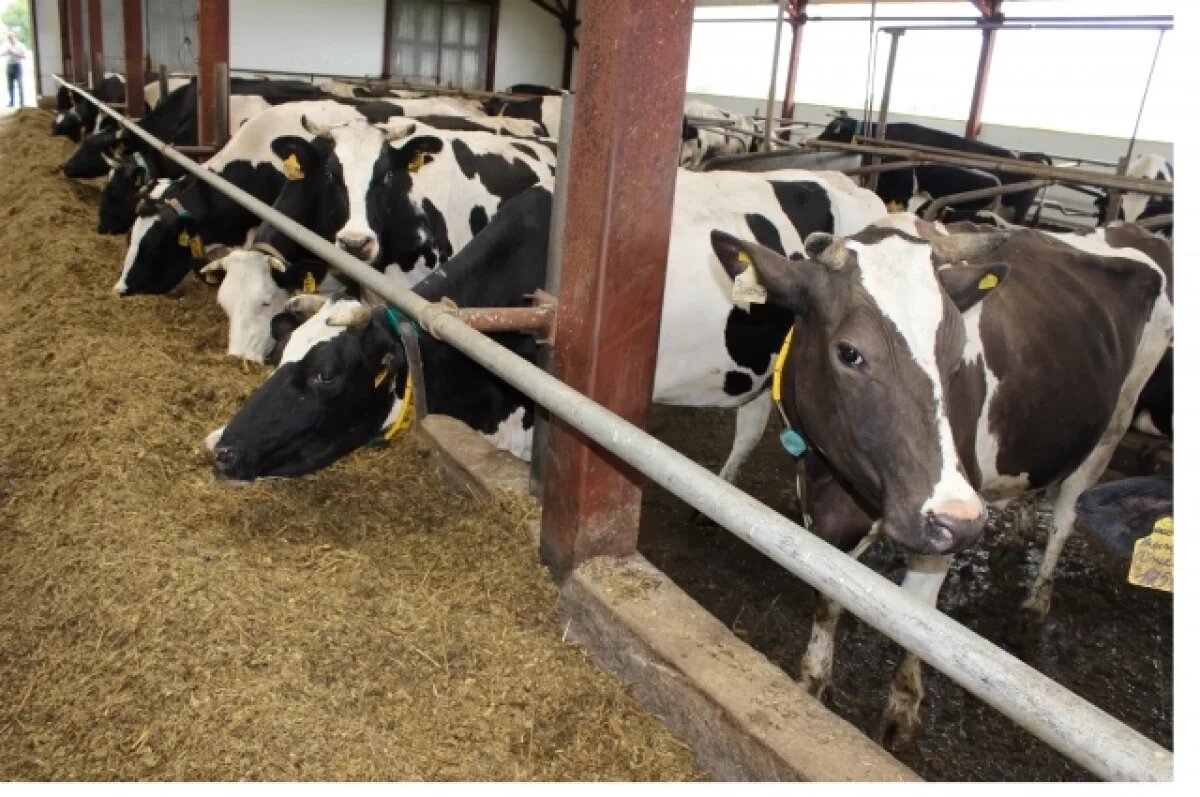    Коровки «Надежды» ставят рекорды по продуктивности – одна корова за год даёт больше 9700 кг. Но руководитель предприятия всегда подчеркивает, что за каждым высоким результатом всегда стоит труд людей.