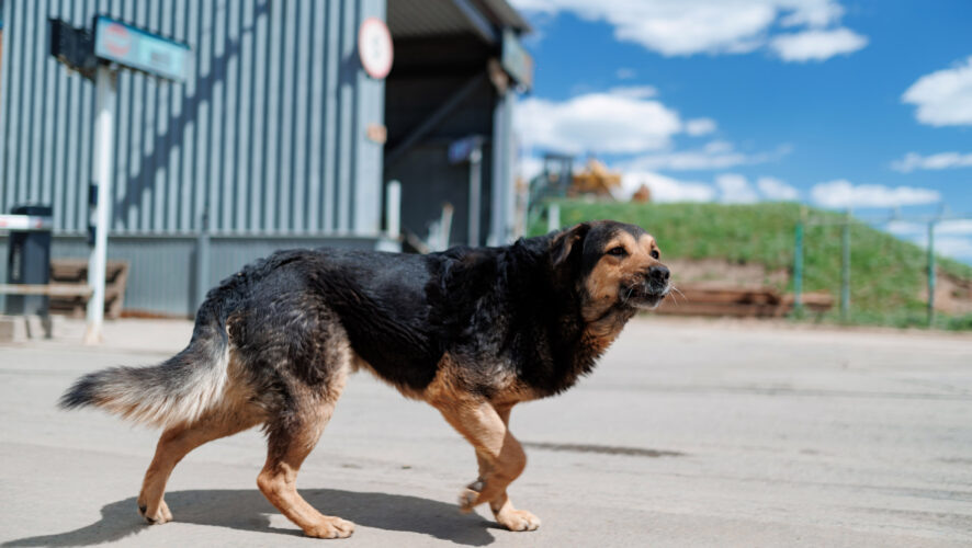    Фото: KazanFirst