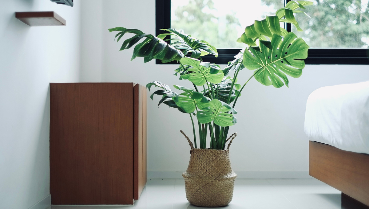     Фото: kyozstorage_stock/Shutterstock/FOTODOM Монстера относится к самым большим комнатным растениям