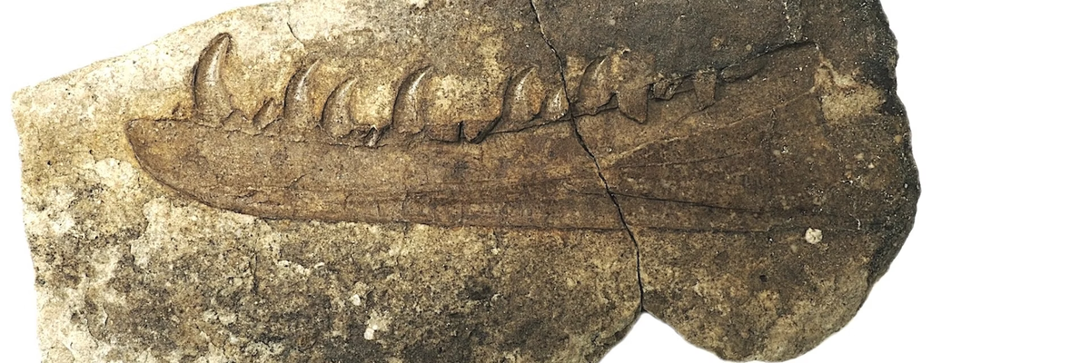 Слепки челюстей, хранившиеся в течение столетия. 