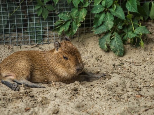    Капибара //Фото: пресс-служба ростовского зоопарка