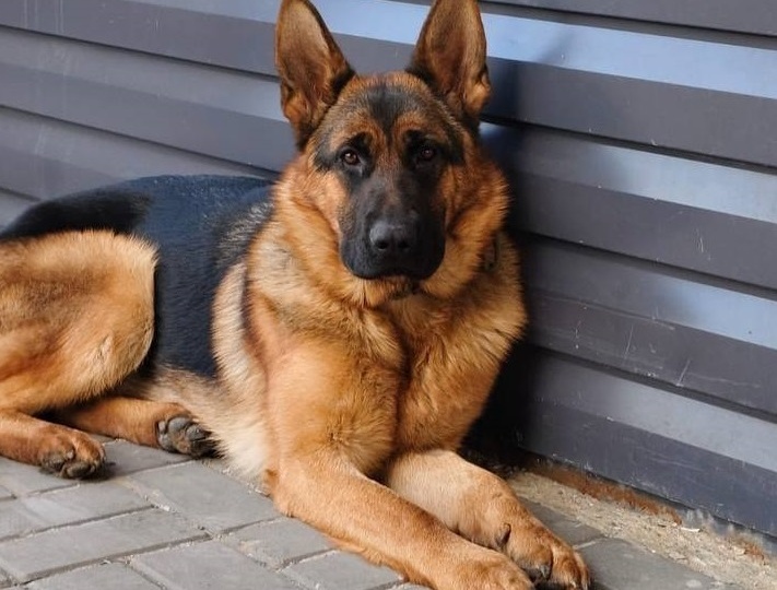 Ищущая взрывчатку служебная овчарка пропала в Волгограде