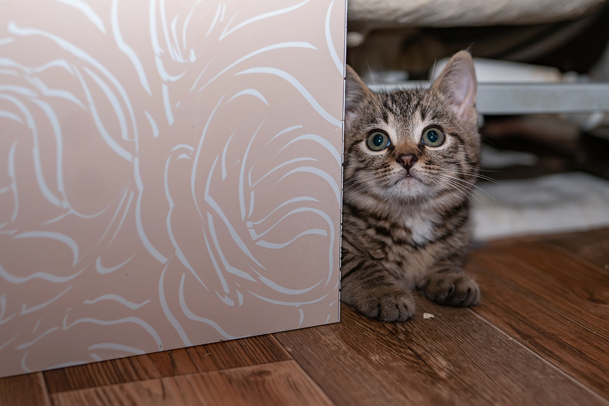 Маленький Я