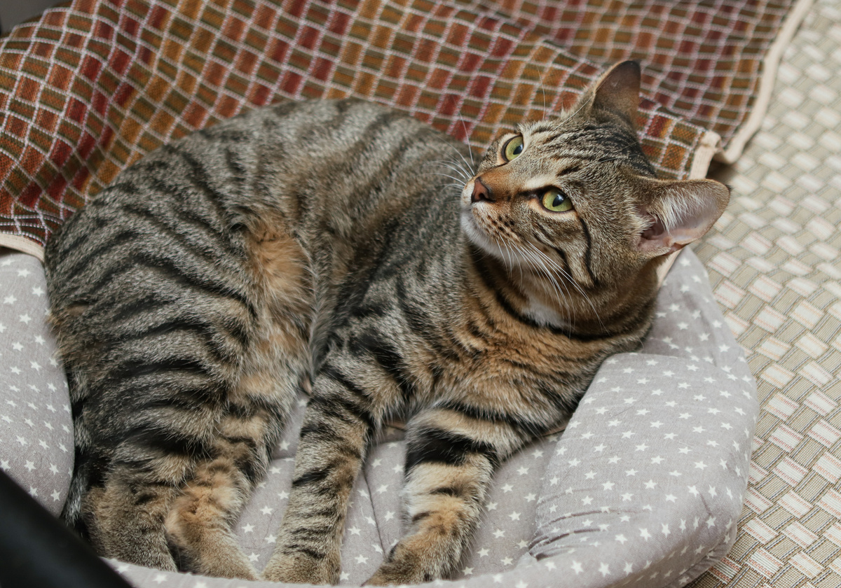 Потому, что я видел, как любите других котиков