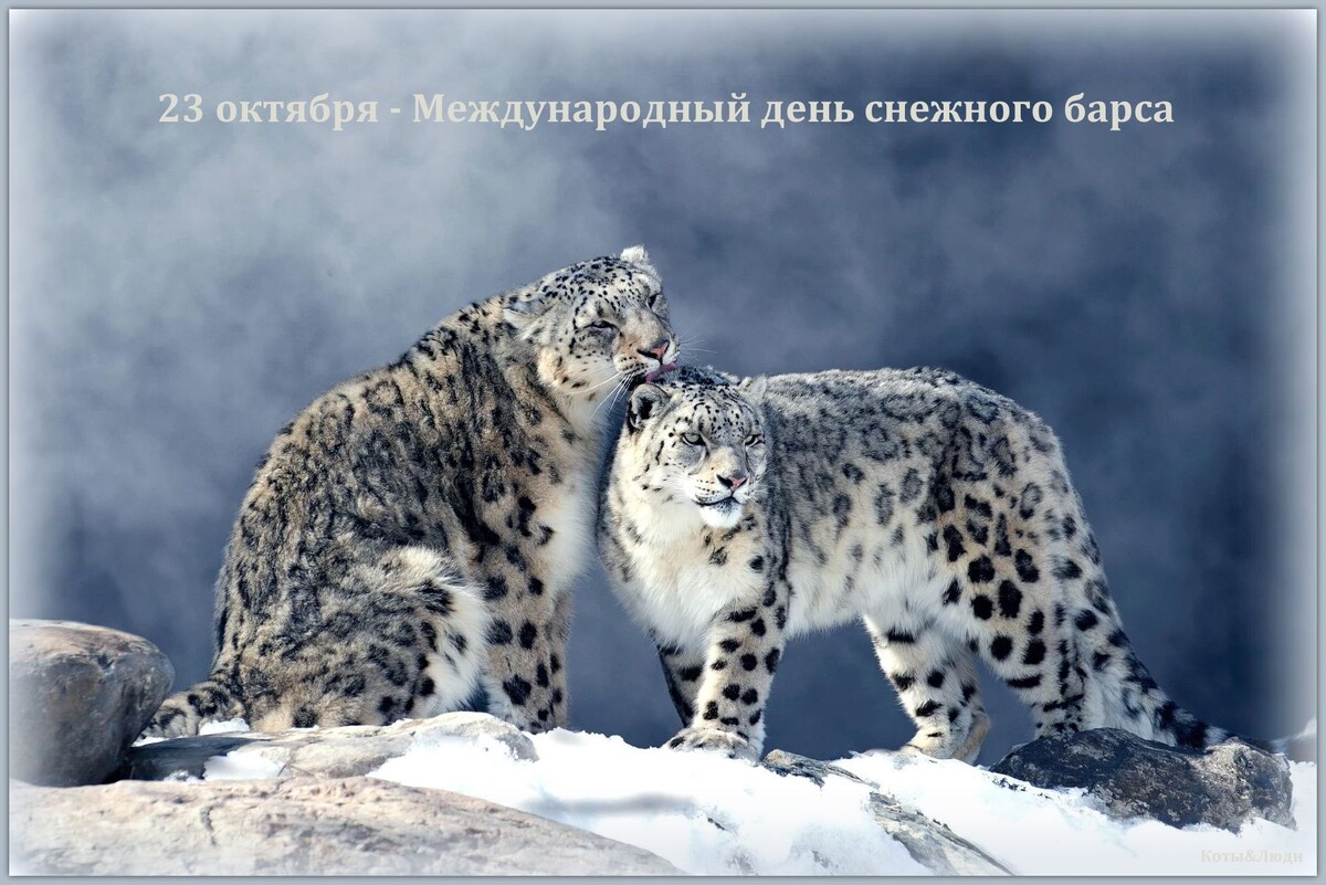 Коллаж автора. Использовано фото: https://tr.pinterest.com/pin/hd-wallpaper-winter-snow-fog-stones-pair-snow-leopard-two-snow-leopards--451274825168891940/