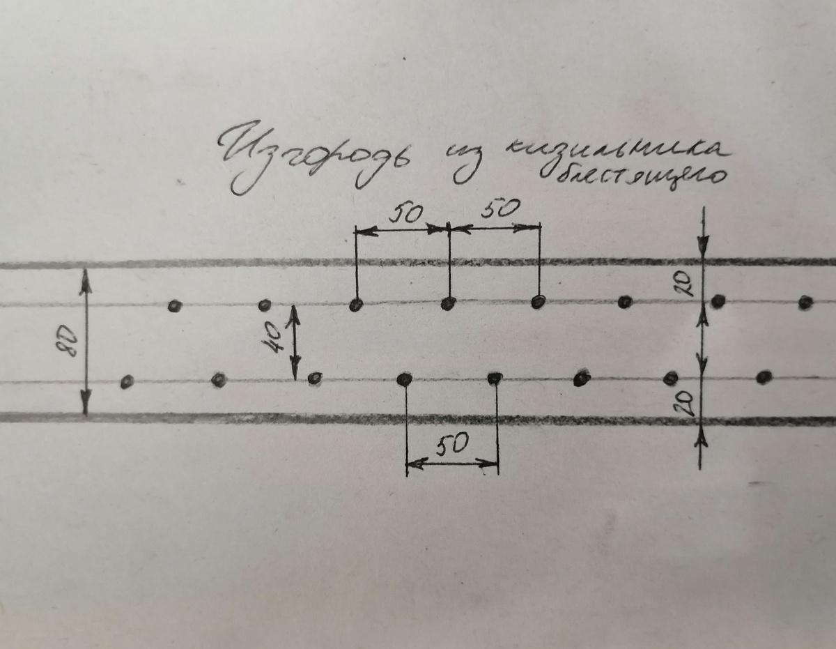 Прямая изгородь из кизильника блестящего. 