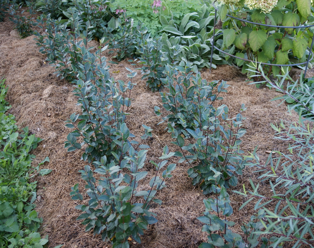 Не перелопатишь тонны информации, сад не сделаешь. 