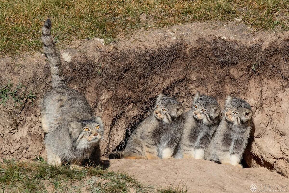 Начинаем считать манулов.