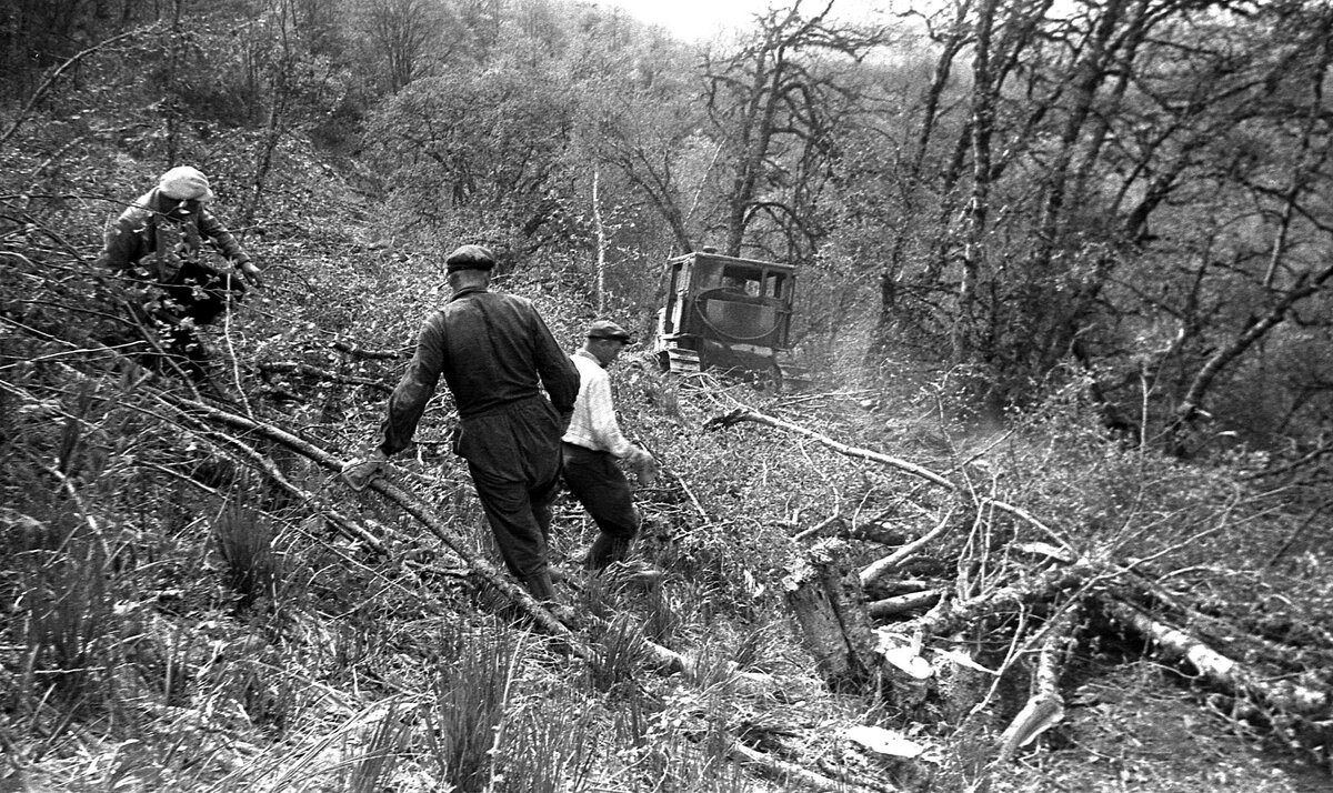Расчистка просеки при прокладке дороги к месту строительства БТА. Весна 1965 г.
