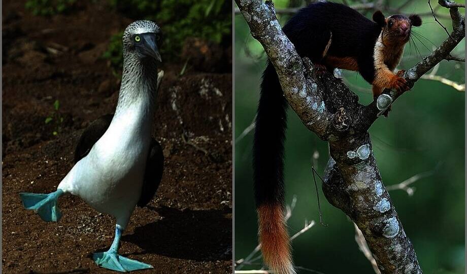 Птица с голубыми ногами и еще 14 удивительных животных, которые поражают уникальностью