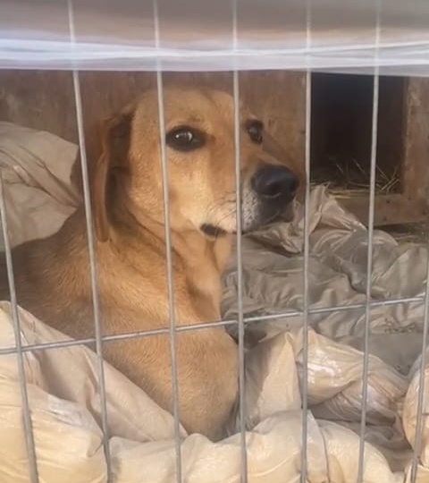 Доделываем теплое здание для хвостиков