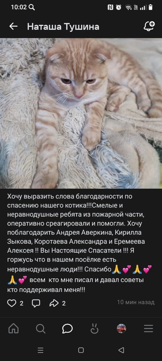    Пожарные в Карелии спасли замерзавшего на столбе котаГоскомитет Карелии по безопасности