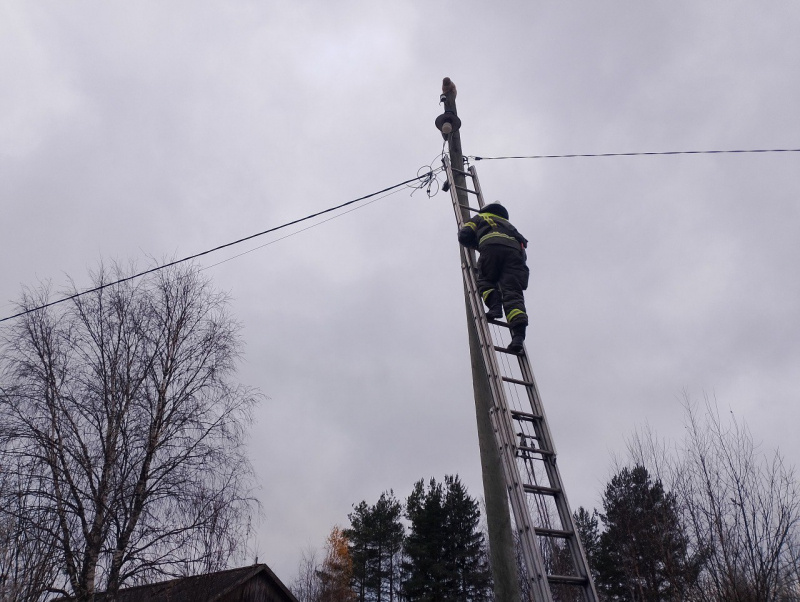    Пожарные в Карелии спасли замерзавшего на столбе котаГоскомитет Карелии по безопасности