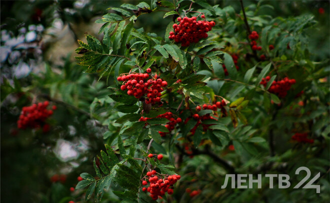    © Анастасия Илюшина / ЛенТВ24, архивное фото