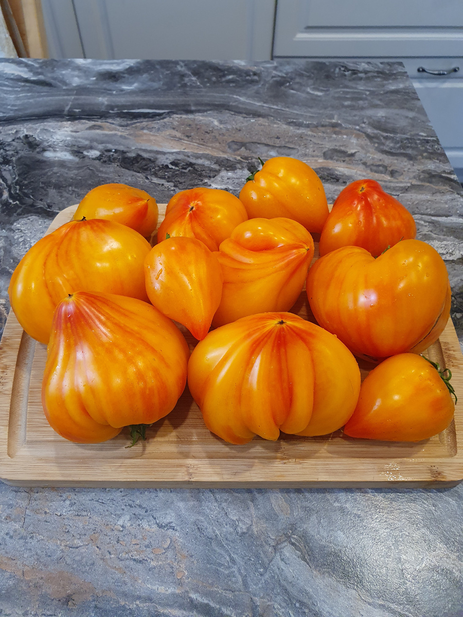 томат Волшебные шляпы тётушки Гретель