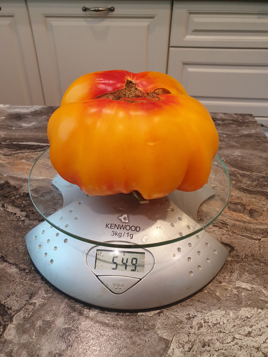 томат Жёлтый мрамор