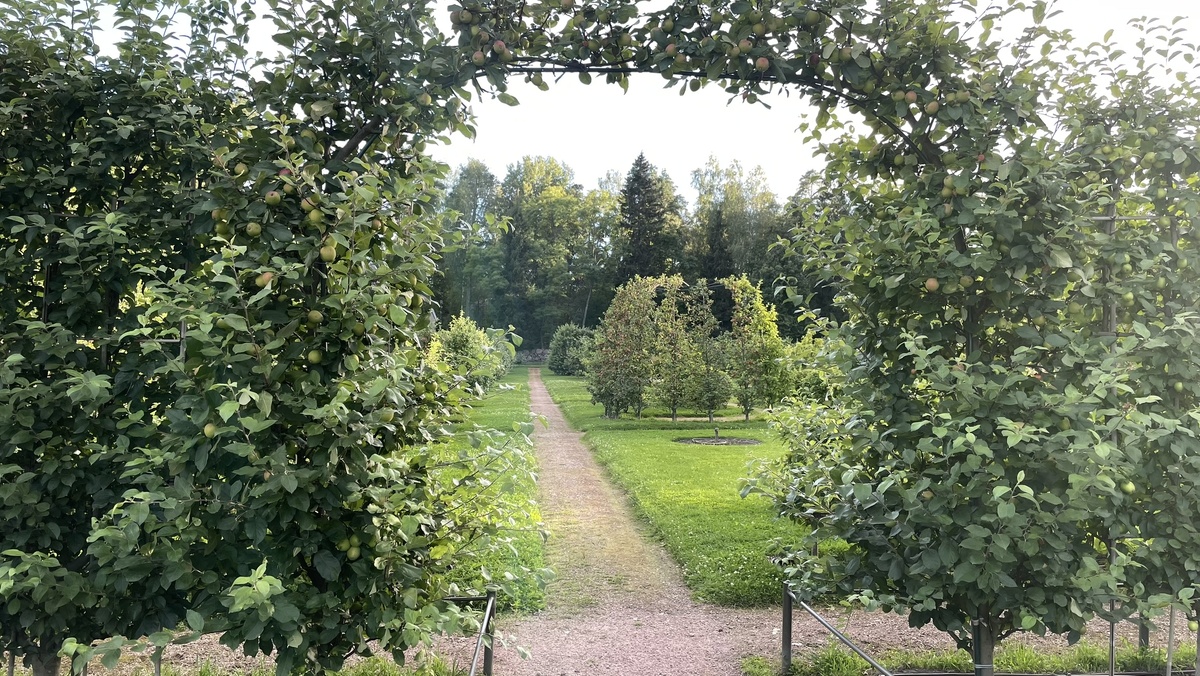 Яблоневый сад в Парке Монрепо, г.Выборг. Фото из личного архива.