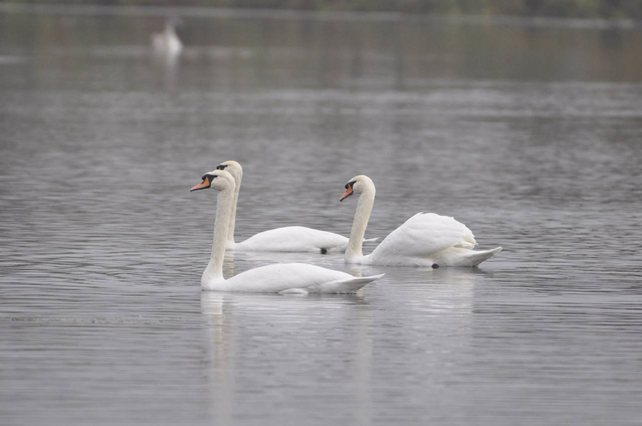    © Нацпарк "Лосиный остров"/Карина Фоменко