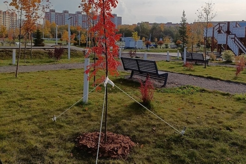    Неизвестный сорвал поддерживающие подвязки и обломал листья с рябины и клена, которые сотрудники "Горзеленстроя" посадили 16 октября