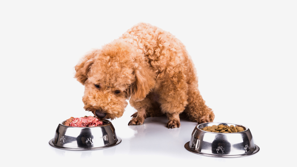     Фото: Scott Sheppard Ученые выяснили, что выбор между сухим кормом и натуральной диетой может кардинально менять метаболические процессы у собак