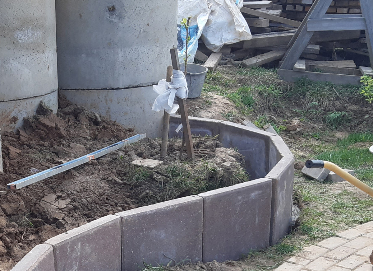 место посадки абрикоса в моем саду