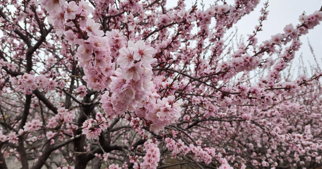 Абрикос в Подмосковье, выбор сорта посадка и уход.
