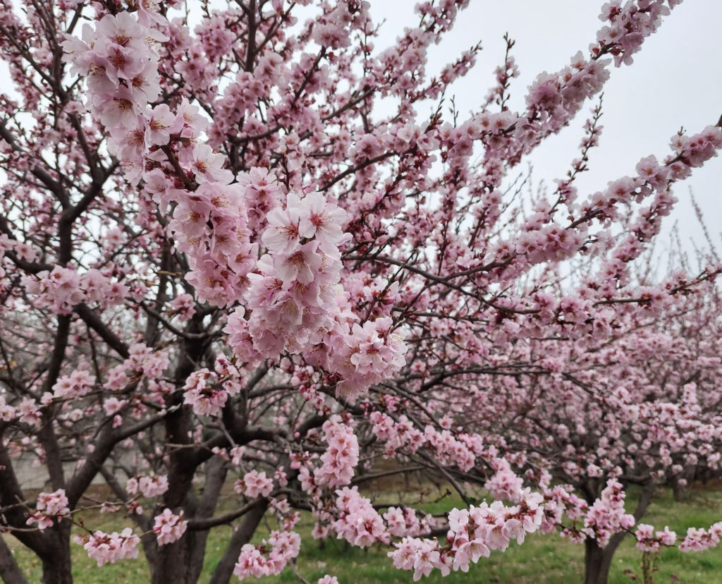 цветущий абрикос