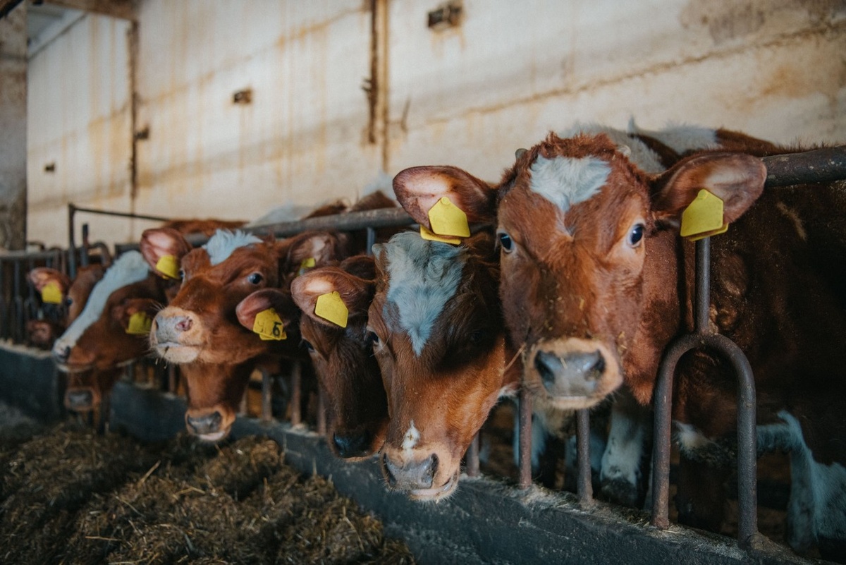    Фото: "Республика"/Лилия Кончакова