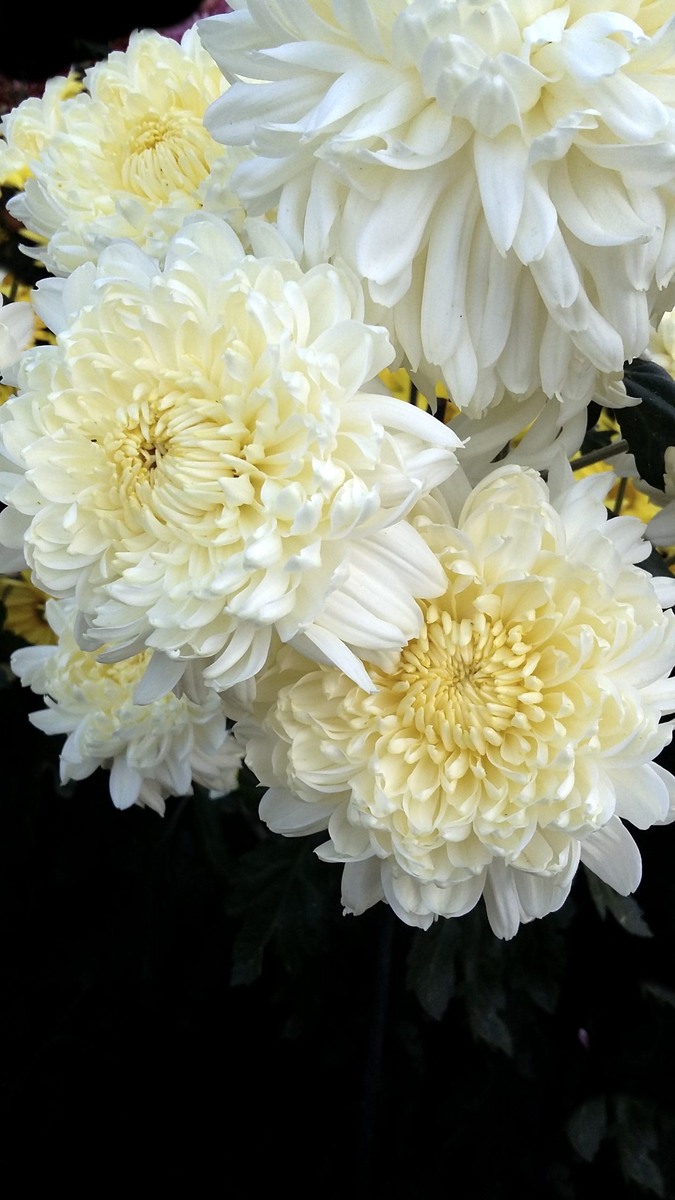 «Жемчужные бусы»
