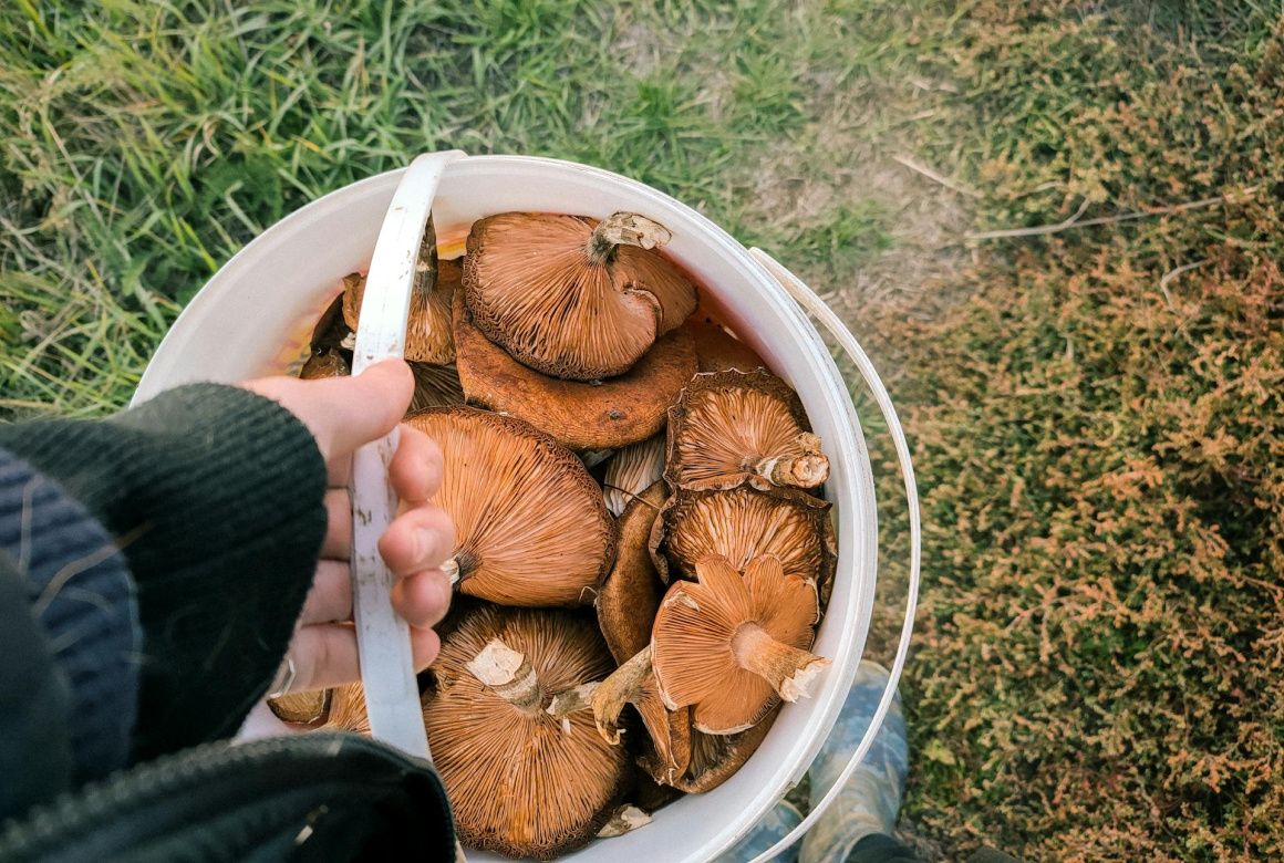 Фото: Грибочки | Lera Mk | Pexels.com