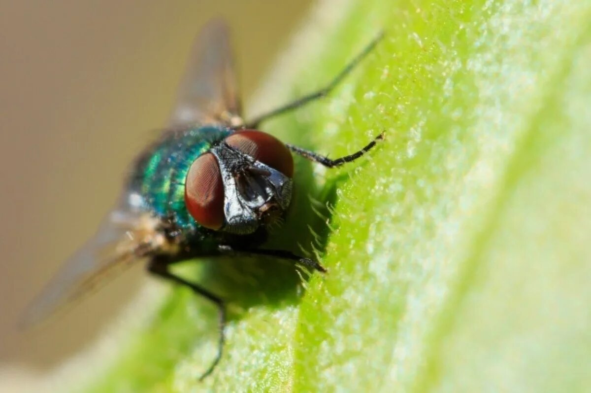    Британец умер через несколько дней после укуса мухи