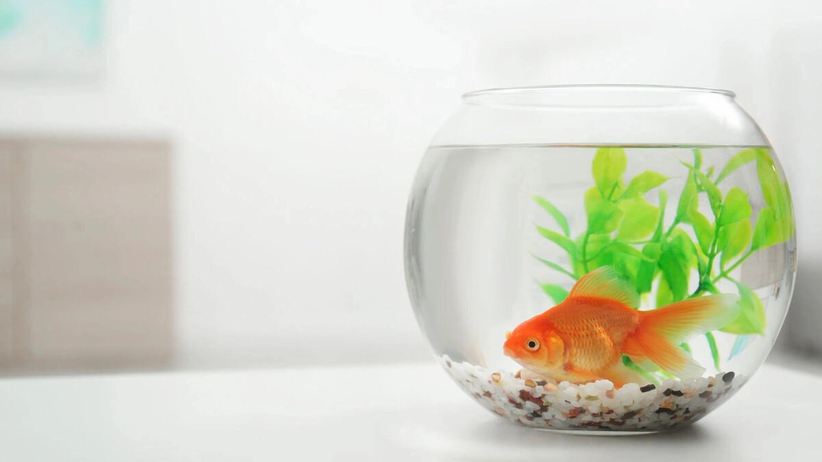    Фото: New Africa / shutterstock.com / Fotodom