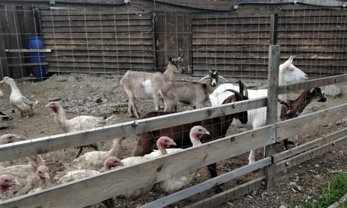    пресс-служба правительства РК