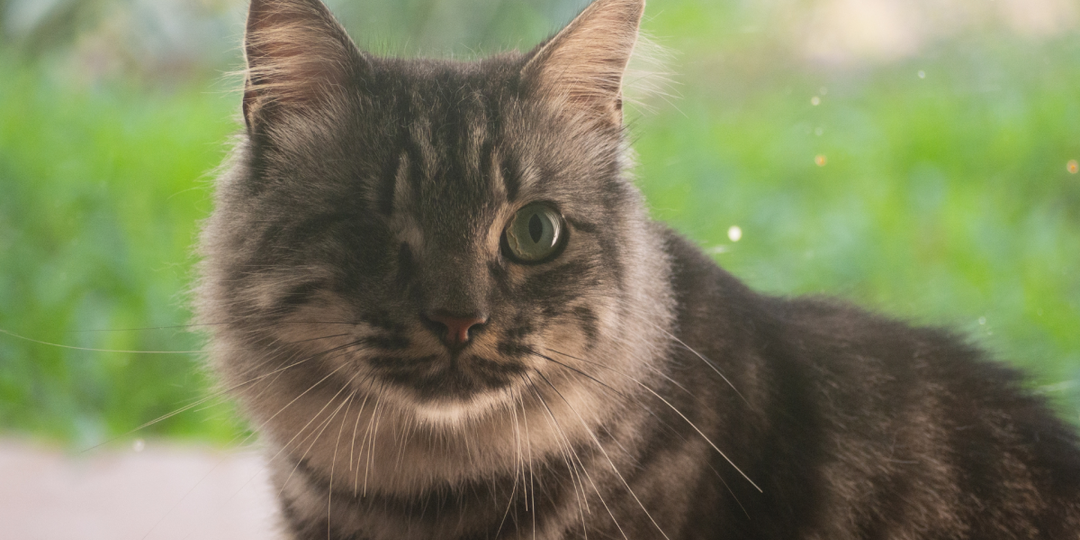 Одноглазый обманщик