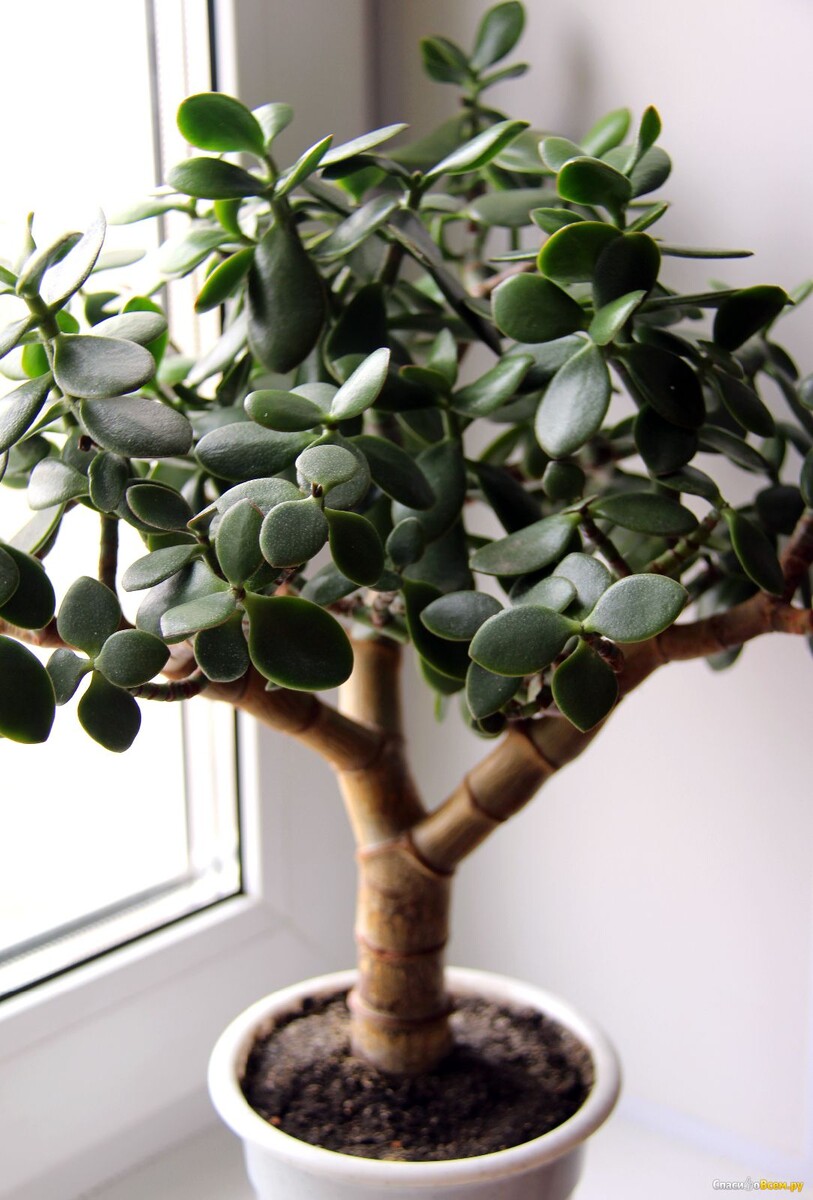 💰 ГЛАВА 1: РАСТЕНИЯ-ФИНАНСИСТЫ — КАК ПРЕВРАТИТЬ ПОДОКОННИК В БАНК