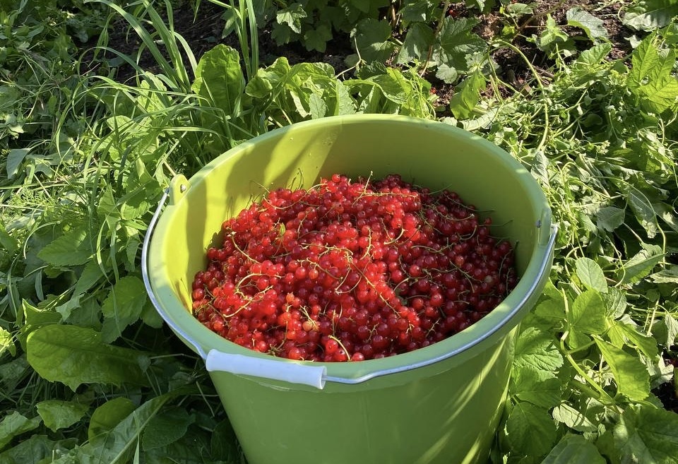 Урожай ведрами (фото выпускницы Ягодного курса) 