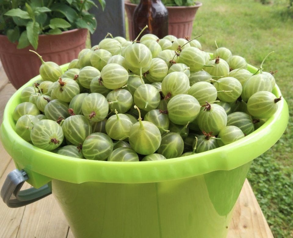 Хотите богатый урожай ягод? 