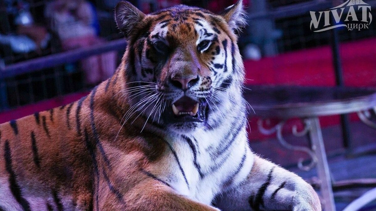     Источник: сайт цирка «VIVAT»