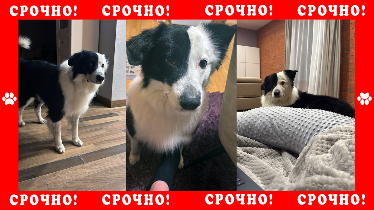 Бордер колли пропала в районе г. Красногорск